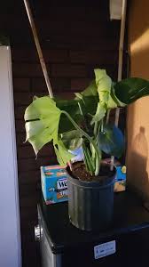 We have now placed twitpic in an archived state. 1800flowers Com Customer Service Complaints Department Hissingkitty Com