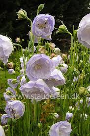 Campanula Persicifolia La Bello Pflanzen