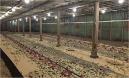 Housing systems Poultry The Chickipedia H&N