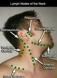 Lymph Nodes Of The Neck Medical Knowledge Family Nurse Practitioner Medical Education