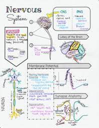 Nervous System Doodle Notes By Biology With Brynn And Jack Tpt