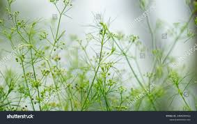 Image result for Apium leptophyllum