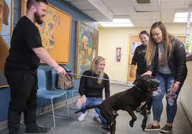 Lucas County Officials Consider Property Near Downtown For New Dog Shelter The Blade
