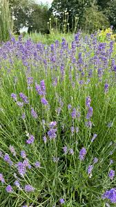 Lavender Companion Plants: Enhancing Your Herb Garden — Meadowlark Journal