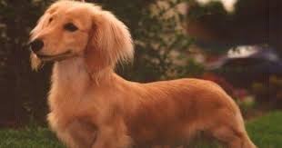 On these pages you will find a list of resources for the breeds recognised in australia by the australian national kennel club. Long Haired Dachshund Baby Dogs Miniature Dachshunds
