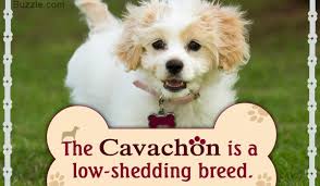 Information About The Very Affectionate Cavachon Dog Breed