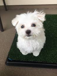 Terrier Maltese Irki Yavruyu Sahiplenenlerin Uygulamasi Gereken 9 Kural