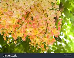 Image result for Cassia javanica