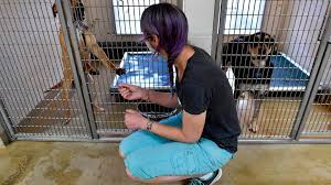 Can i return the dog after the adoption? Kc Animal Shelters Uptick In Adoptions Fostering In Covid The Kansas City Star