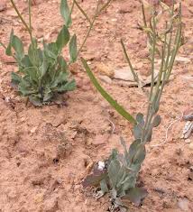 Image result for Oxyanthus strigosus