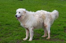 Once or twice a week we would take our newf to doggy day care (which she loved). Maremma Sheepdog Breed Information And Pictures Petguide