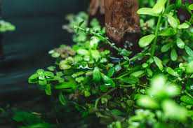 Image result for Bacopa monnieri