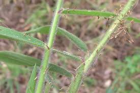 Image result for Melinis minutiflora