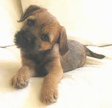 The border terrier jack russell mix. Border Terrier Dog Breed Information And Pictures
