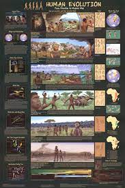 Human Evolution Educational Poster Posters Allposters Com Human Evolution Evolution Science And Nature