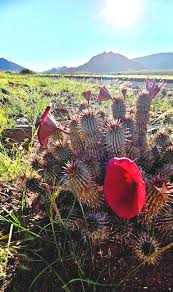 Image result for Petalidium englerianum