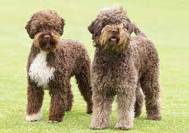 Puppyfinder.com is the best place to advertise lagotto romagnolo puppies for sale and lagotto romagnolo dogs for adoption in new york, usa. Lagotto Romagnolo Breeds