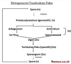 Jelaskan proses metagenesis tumbuhan paku homospora heterospora. Metagenesis Tumbuhan Paku Pteridophyta