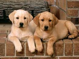 These dog training tips will help you get started. Golden Retriever Labrador Retriever Mix Goldador Animal Facts In 2021 Labrador Retriever Puppies Labrador Retriever Lab Puppies