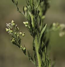 Image result for Erigeron sumatrensis