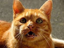Check spelling or type a new query. Berita Populer Cara Membuat Daun Kering Jadi Pupuk Kompos Hingga 7 Kesalahan Dalam Merawat Kucing Semua Halaman Bobo