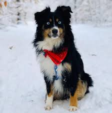 I have a 4 year old mini/toy aussie, get top hair cut off in summer, helps alot. Arrow C Toy Mini Aussies Home Facebook