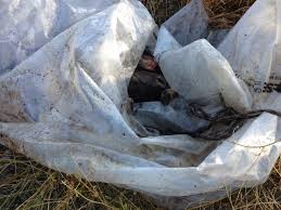 This Deer Carcass Was Found Wrapped In Plastic From Highway 3 On Stewart Creek Road In Christina Lake Another Dump Of Old Lumber A Pet Peeves Dumped Animals