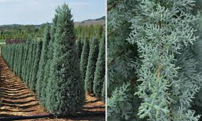 Image result for Cupressus arizonica