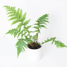 Image result for Cyathea mildbraedii