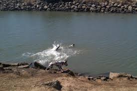 Post your snapshots from the dog park, please! Point Isabel Regional Shoreline Dog Park