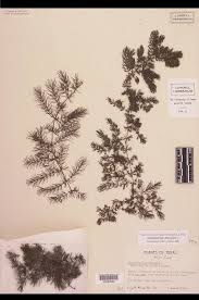 Image result for Ceratophyllaceae
