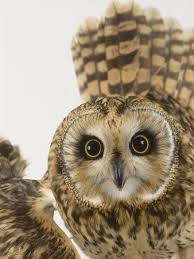 Short Eared Owl St Tiggywinkles Wildlife Hospital Uk Owl Owl Pictures Short Eared Owl