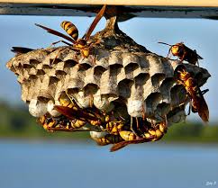 Ask An Abc Wildlife Professional About The Best Way To Prevent Paper Wasps Wasp Nest Removal Wasp Nest Get Rid Of Wasps