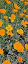 Image result for Eschscholzia
