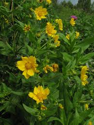 Image result for Guizotia