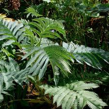 Image result for Melianthus major