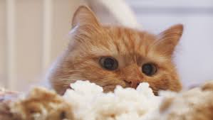Like heaven :) salmon sashimi is one of my favorite foods, but what the sashimi tastes like depends on what type of salmon you're using to make it. International Sushi Day Can I Feed My Cat Sushi Best Not Cattime