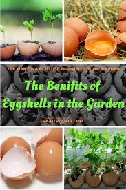 The Benefits Of Eggshells In The Garden I Rightplantz Com Egg Shells In Garden Organic Gardening Pest Control Vegetable Garden Tips