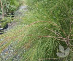 Image result for Casuarina littoralis