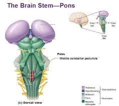 Brainstem special somatic sensory nuclei mediate hearing and positional equilibrium. Brain Stem Pons Brain Anatomy Dental Humor Medical Knowledge