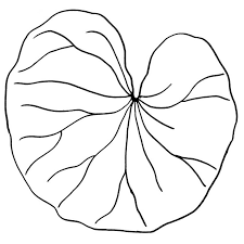 Desenho De Folha Da Vitoria Regia Para Colorir Tudodesenhos