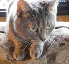 Make sure your cat can easily get to the food and water dishes. How To Gain Your Cat S Trust My Experience As A Cat Owner