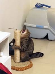 Meme Generator Cat Screaming With Scratching Post Newfa Stuff Make custom memes, add or upload photos with our modern meme generator! meme generator cat screaming with