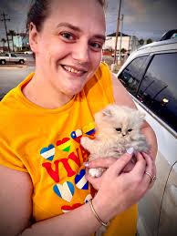 18 days old persian kitten ☺️😻