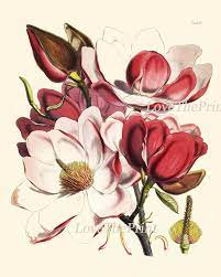 Pin On Botanicals