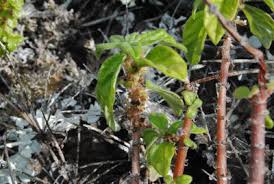 Image result for Pouzolzia guineensis