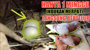 Dibahas secara lengkap dan tuntas! Cara Mengobati Merpati Yang Susah Bertelur Youtube
