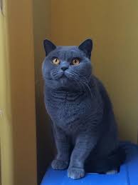 British Shorthair Blue Males For Sale In Ripley Derbyshire Preloved British Shorthair Cats And Kittens Cats