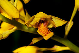 Image result for Orthochilus odontoglossus