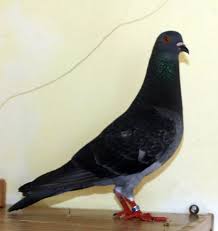 Aug 11, 2021 · 1. Tips Memilih Merpati Balap Ciri Merpati Balap Sprint Yang Bagus Populer123 Com